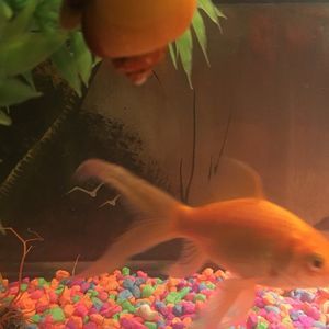 Meet your Posher, Minisan